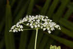 Coastal plain angelica